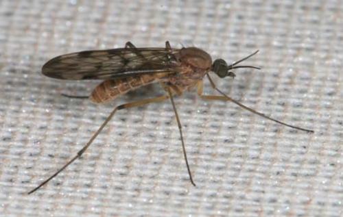 Sylvicola sp.