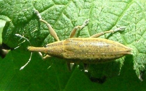 Réf. 1 928 : Lixus sp.