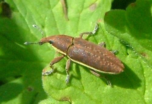 Réf. 1 929 : Lixus sp.