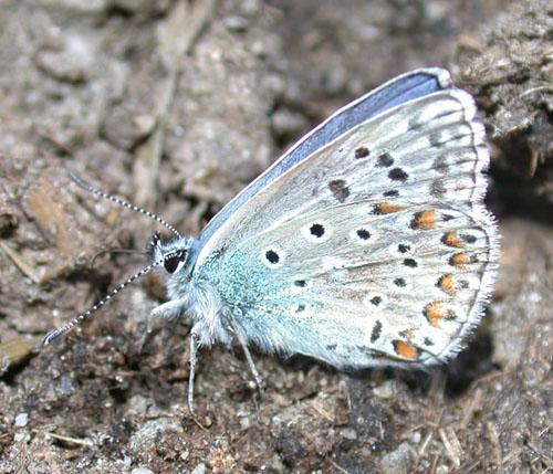 Polyommatus bellargus