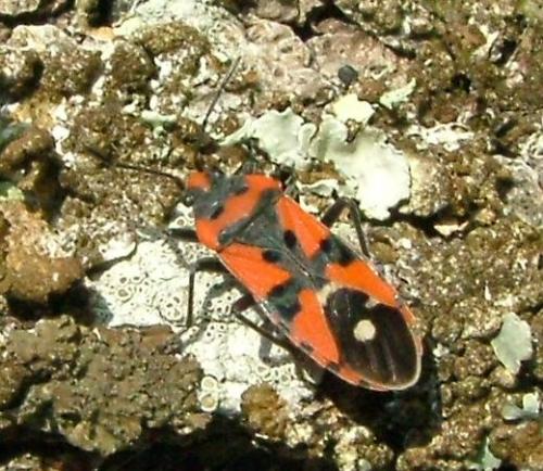 Réf. 1 926 : Lygaeus equestris
