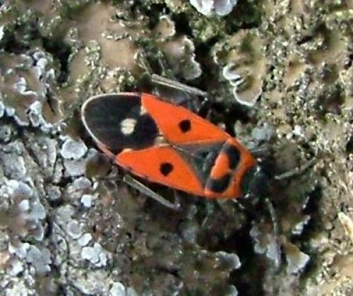 Melanocoryphus albomaculatus