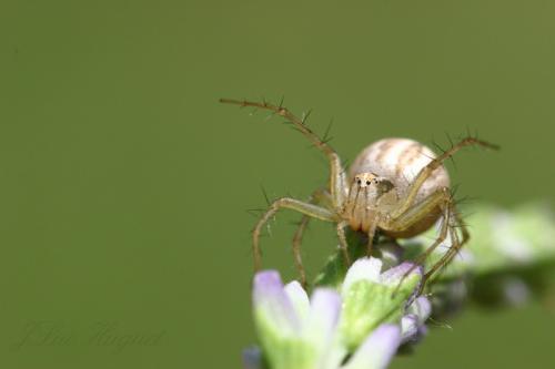 Réf. 1 002 : Oxyopes lineatus