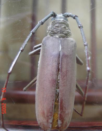 Hamaticherus bellator