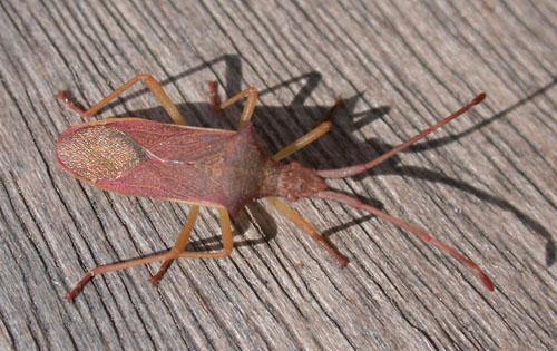 Gonocerus insidiator