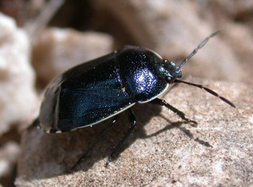 Canthophorus melanopterus