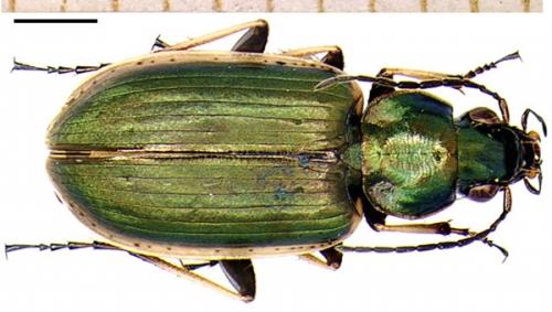 Réf. 1 206 : Agonum marginatum