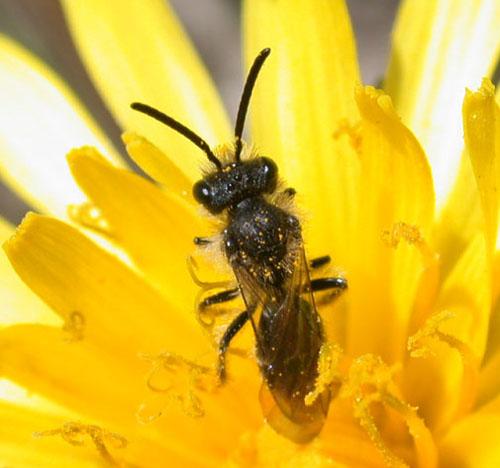 Andrena sp.