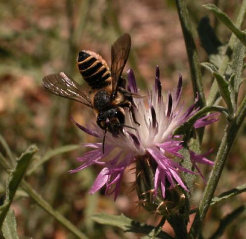 Réf. 1 120 : Megachile pilicrus