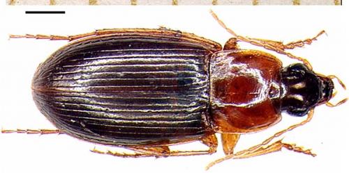 Réf. 1 239 : Calathus melanocephalus