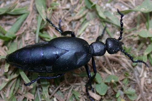Meloe sp.