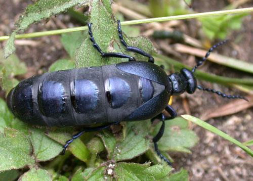 Meloe sp.