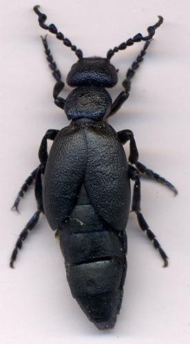 Meloe proscarabaeus