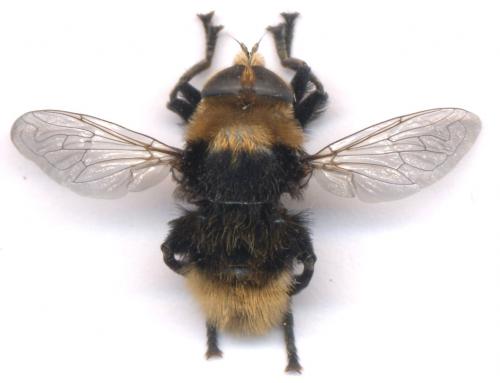 Réf. 1 838 : Merodon equestris