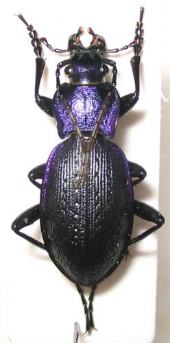 Réf. 1 614 : Carabus problematicus