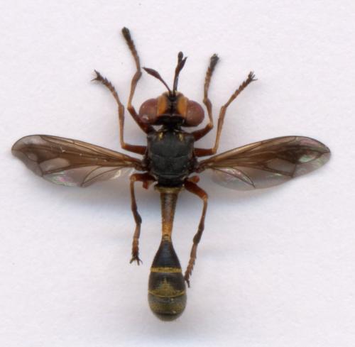 Réf. 1 469 : Physocephala rufipes