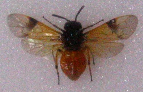 Réf. 1 945 : Arge cyanocrocea