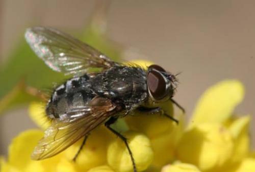 Pollenia sp.