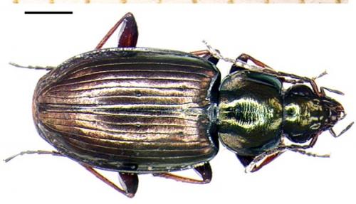 Réf. 1 205 : Agonum muelleri