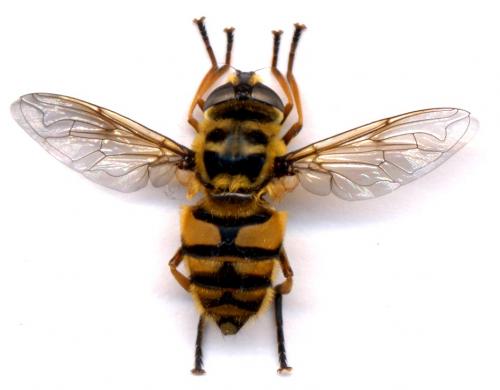 Réf. 1 787 : Myathropa florea