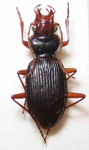 Nebria vanvolxemi