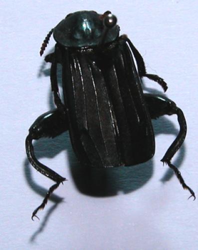 Necrodes littoralis