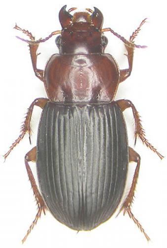Réf. 1 627 : Harpalus neglectus