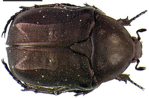 Réf. 1 018 : Netocia morio