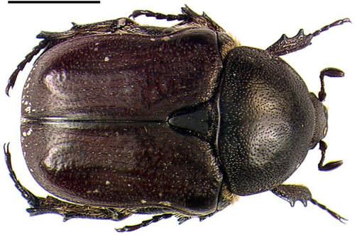 Netocia oblonga