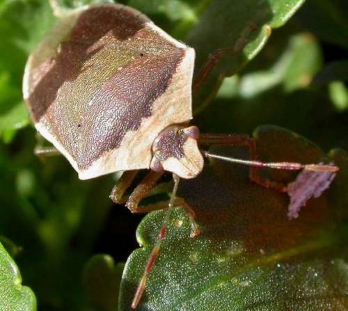 Nezara viridula