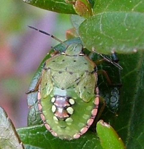 Nezara viridula