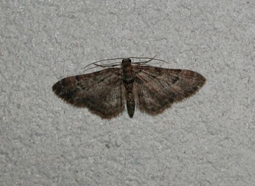 Gymnoscelis rufifasciata