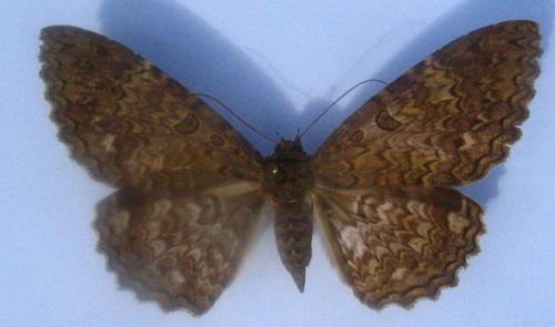 Réf. 1 779 : Letis scops