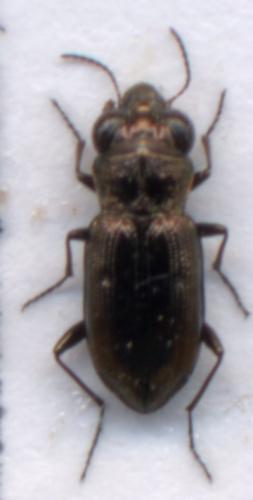 Notiophilus biguttatus