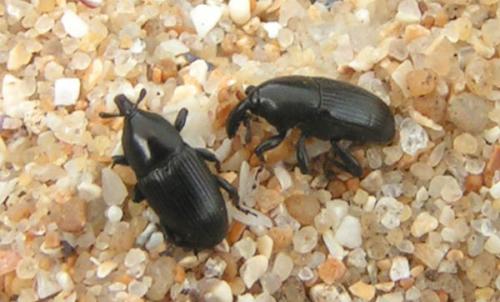 Melanobaris laticollis