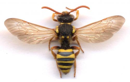Nomada sp.