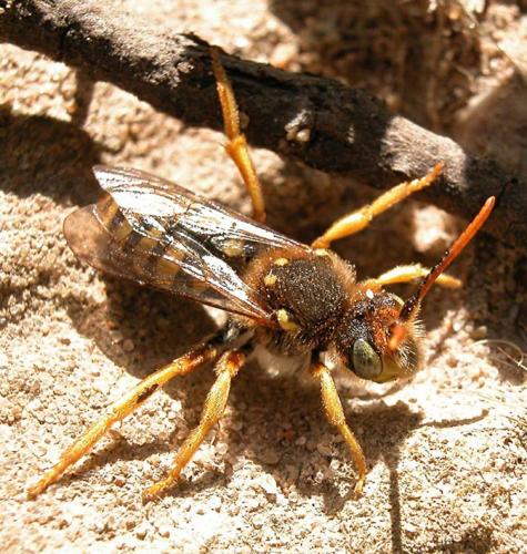 Nomada sp.