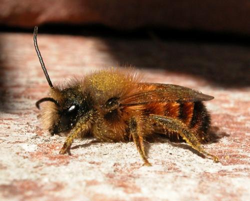 Réf. 1 529 : Osmia bicornis