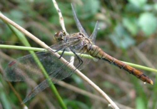 Réf. 1 105 : Sympetrum sanguineum