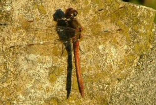 Réf. 1 106 : Sympetrum striolatum