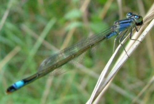 Réf. 1 107 : Ischnura elegans