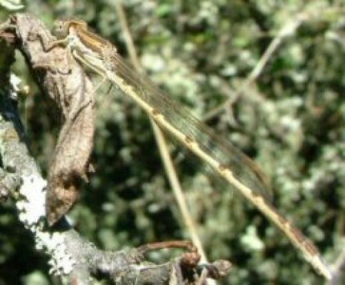 Sympecma fusca