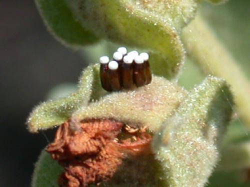 Rhynocoris sp.