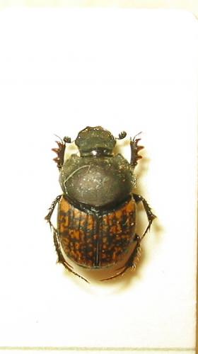 Onthophagus opacicollis