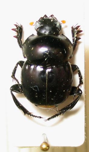 Canthon sp.