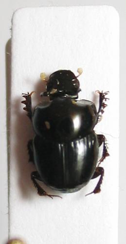 Réf. 1 087 : Onthophagus sp.