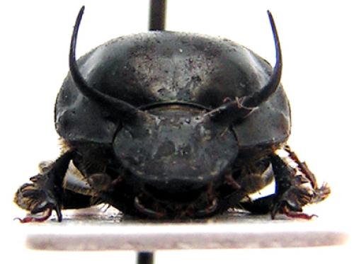 Réf. 1 569 : Onthophagus taurus