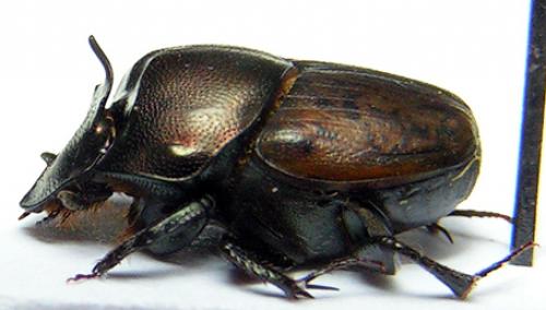 Réf. 1 570 : Onthophagus vacca