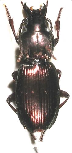 Réf. 1 757 : Pterostichus sp.
