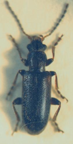 Orsodacne humeralis